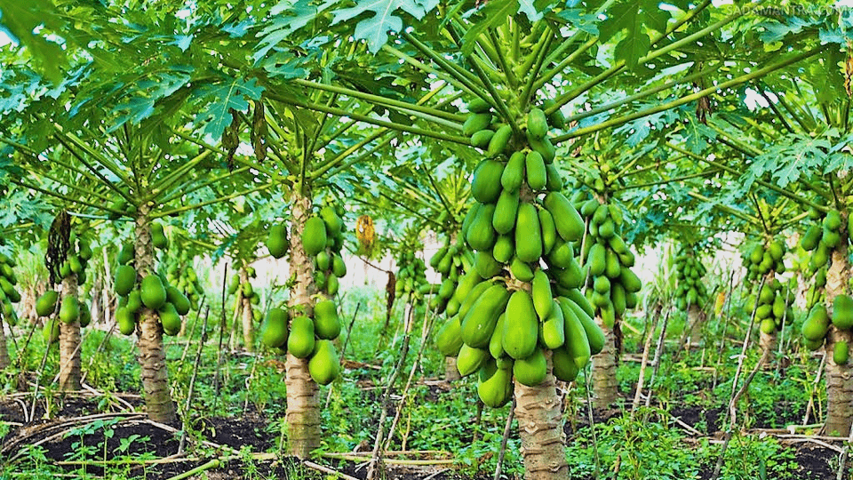 budidaya pepaya california