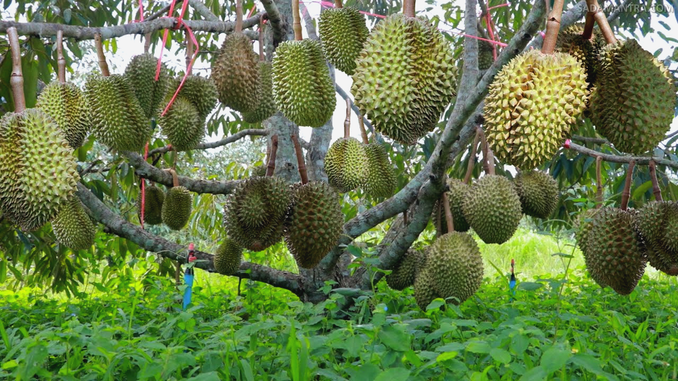 cara menanam durian