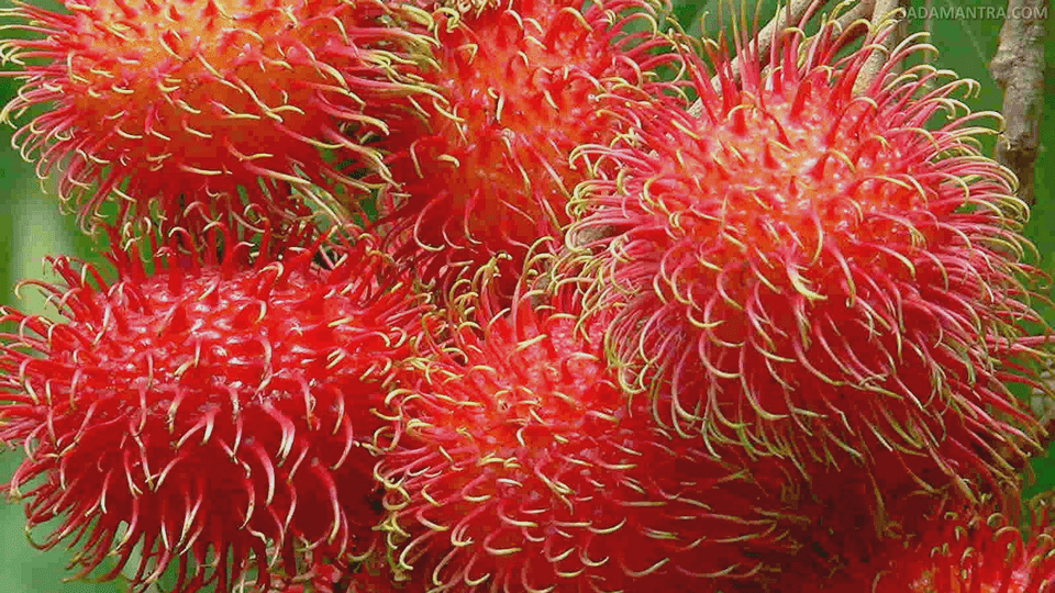 cara mencangkok pohon rambutan