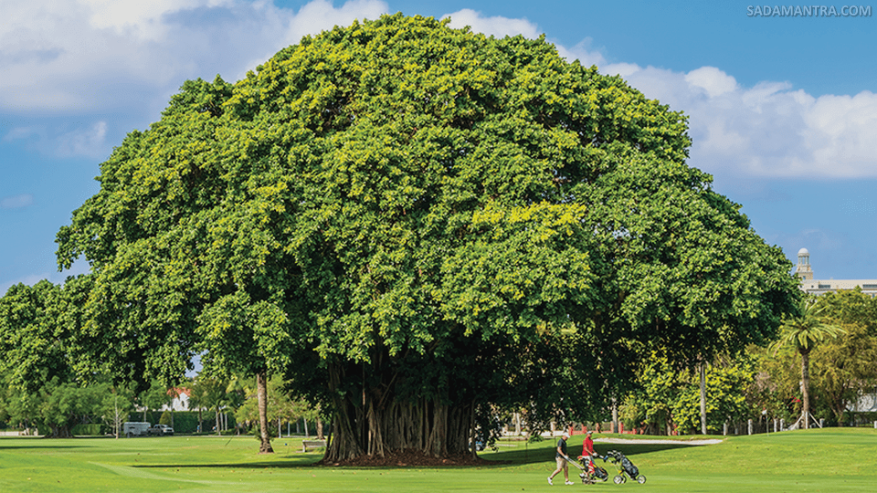 deskripsi pohon beringin