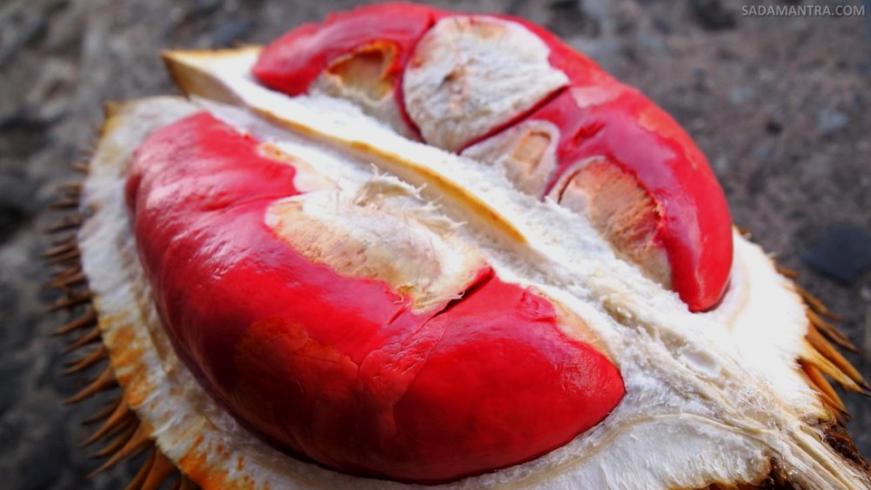 durian merah berasal dari mana