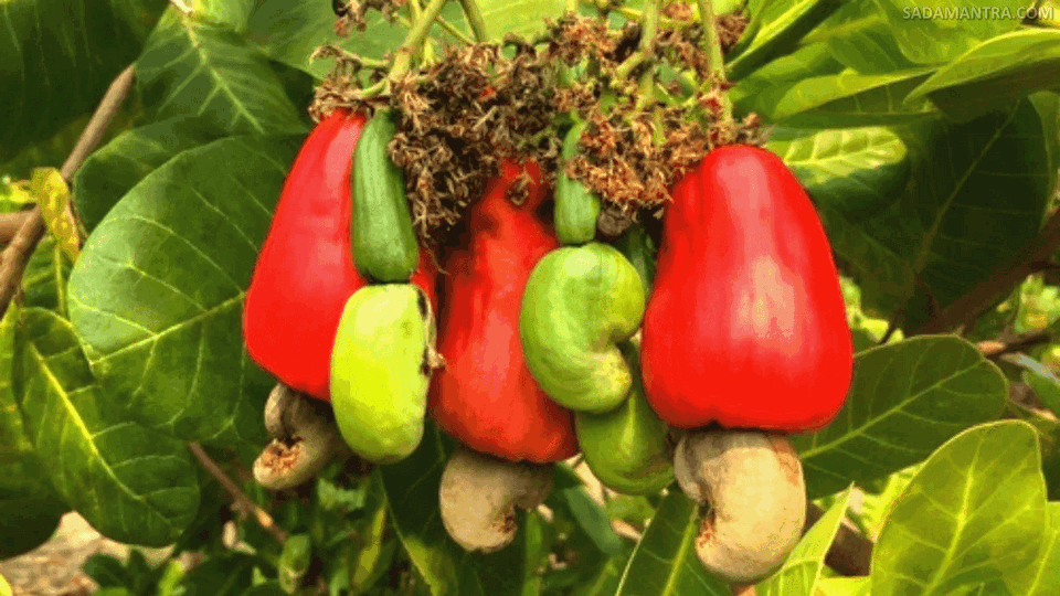 foto pohon kacang mede