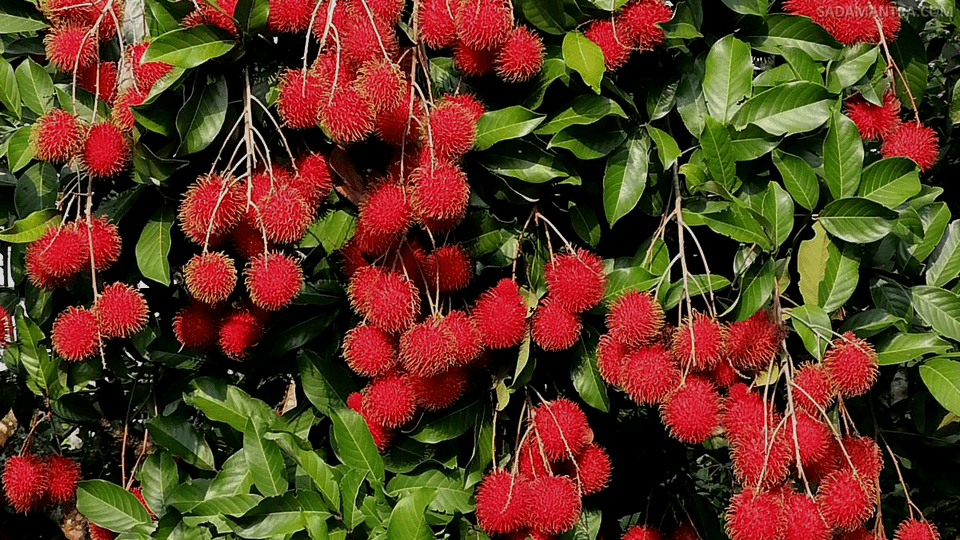 foto pohon rambutan