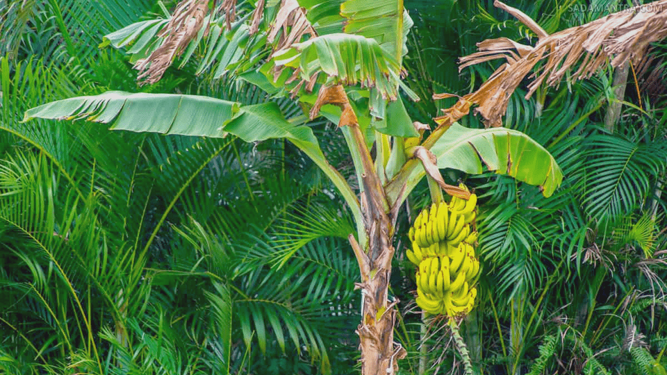 gambar pohon pisang