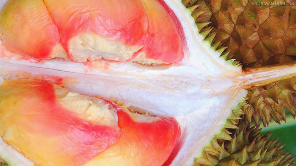 harga durian pelangi