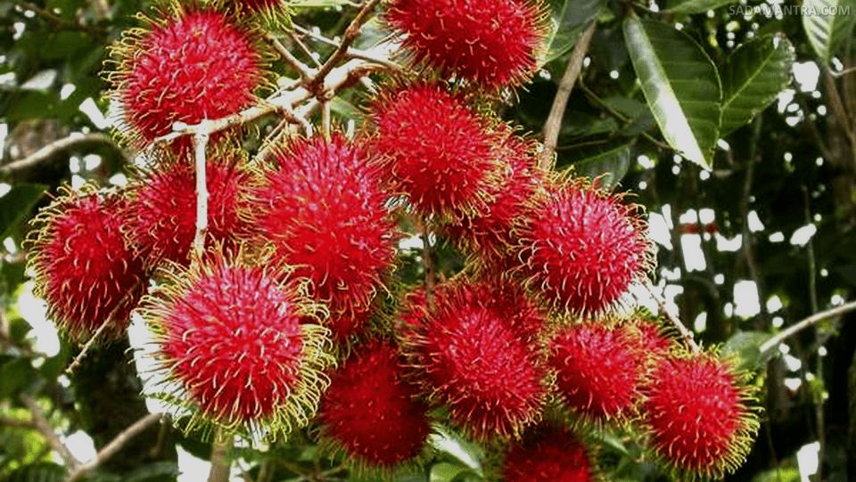 harga rambutan 1 kg