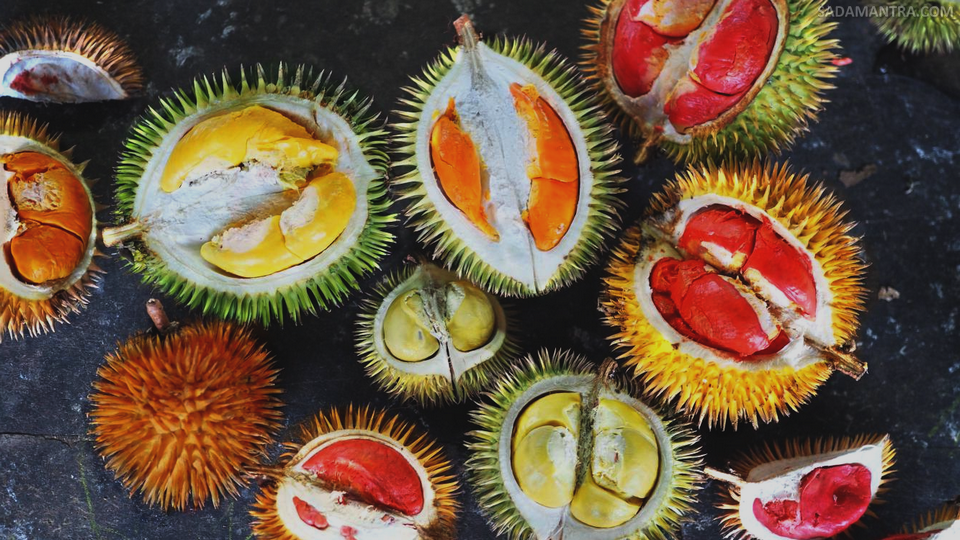 jenis durian