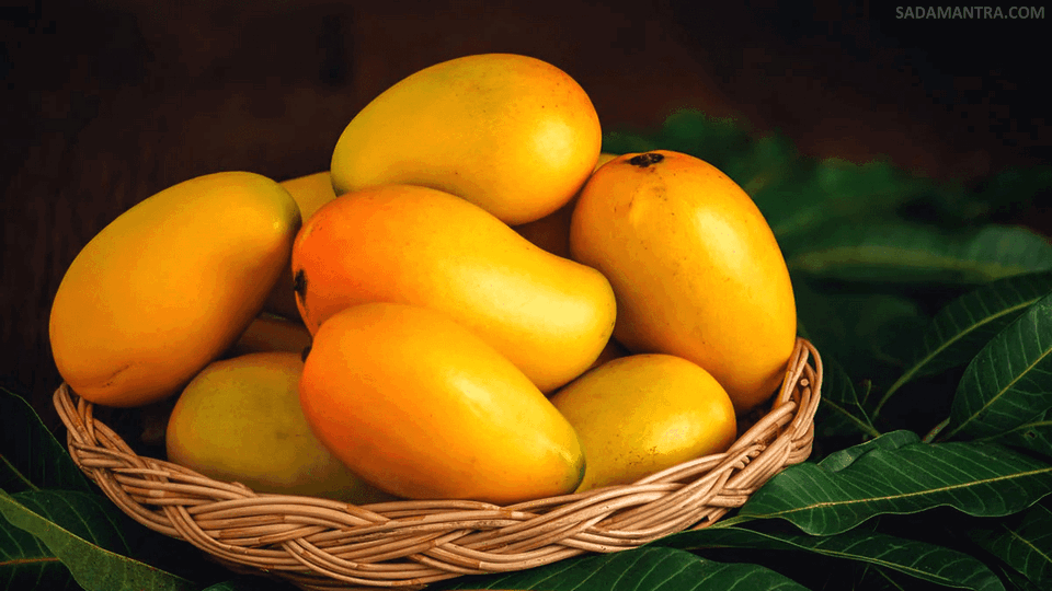 kandungan gizi buah mangga