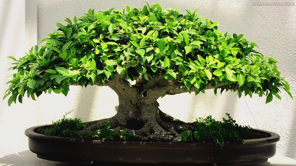 pohon beringin bonsai termahal