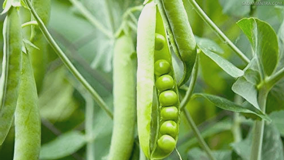 apa itu kacang polong