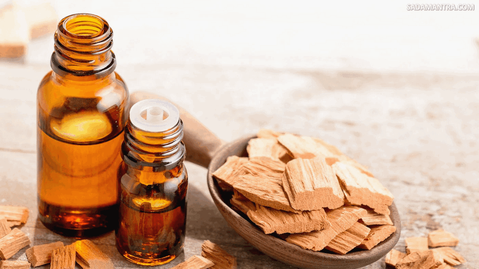 apa kegunaan pohon cendana