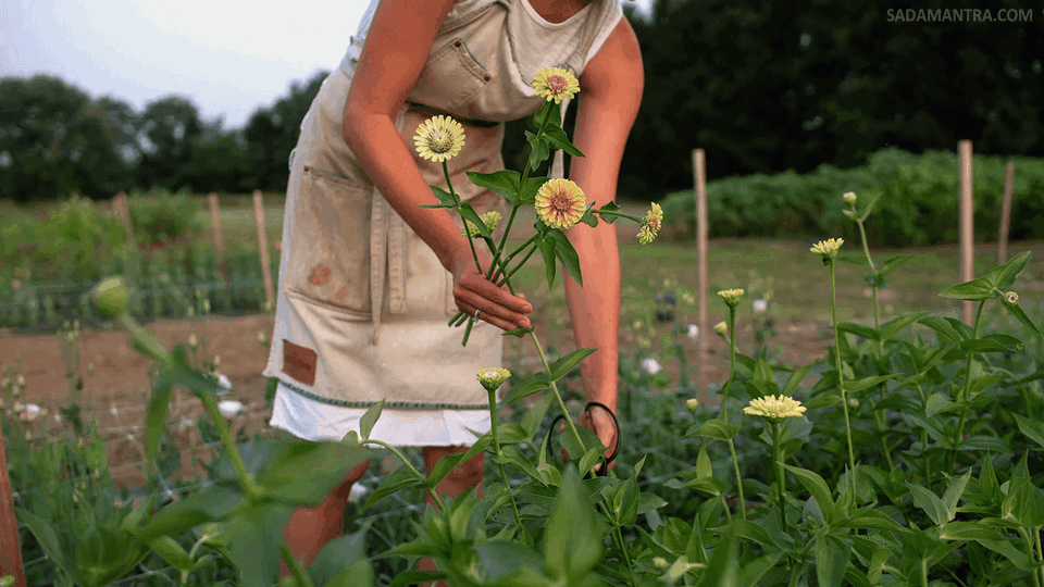 apa saja macam macam bunga?