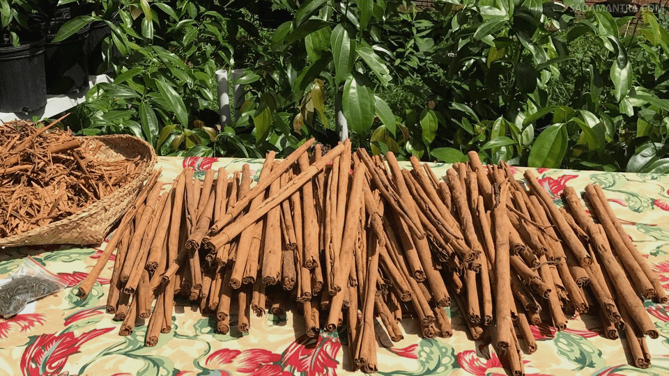 apakah manfaat pohon kayu manis