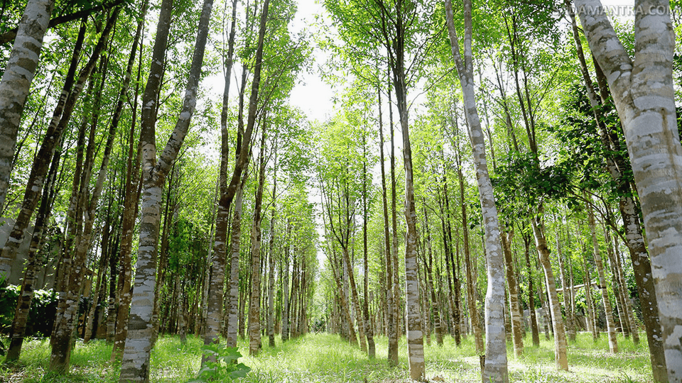 bagaimana cara menanam pohon gaharu yang benar