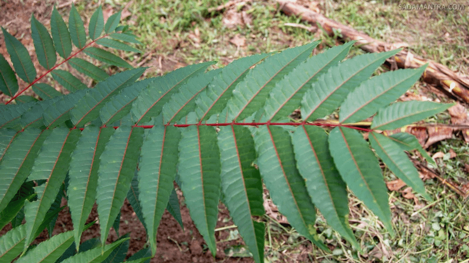 budidaya pohon suren