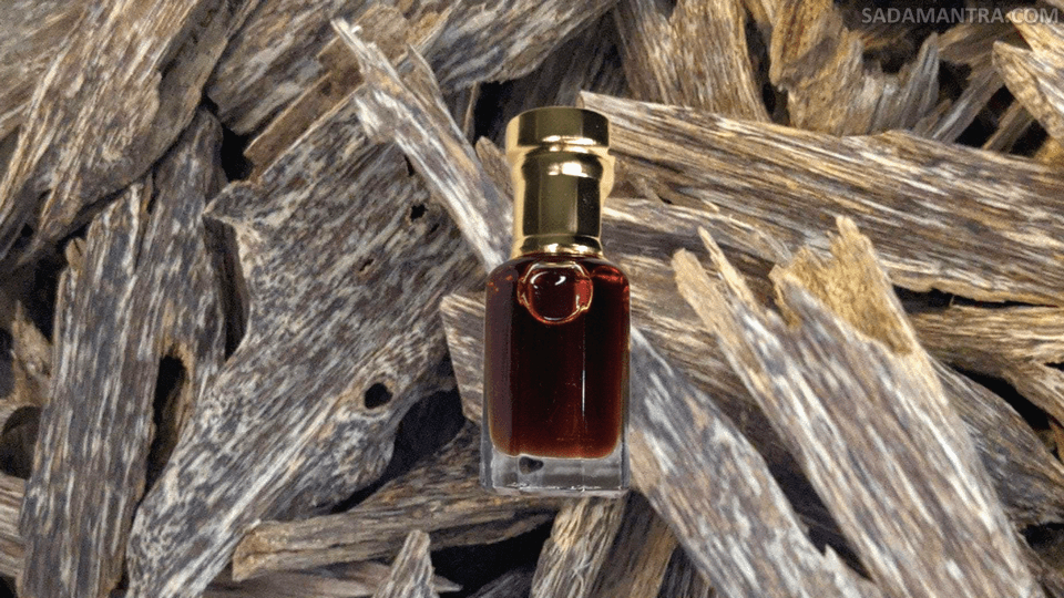 cara mengolah pohon gaharu