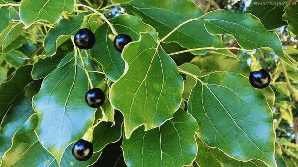 ciri ciri pohon kamper