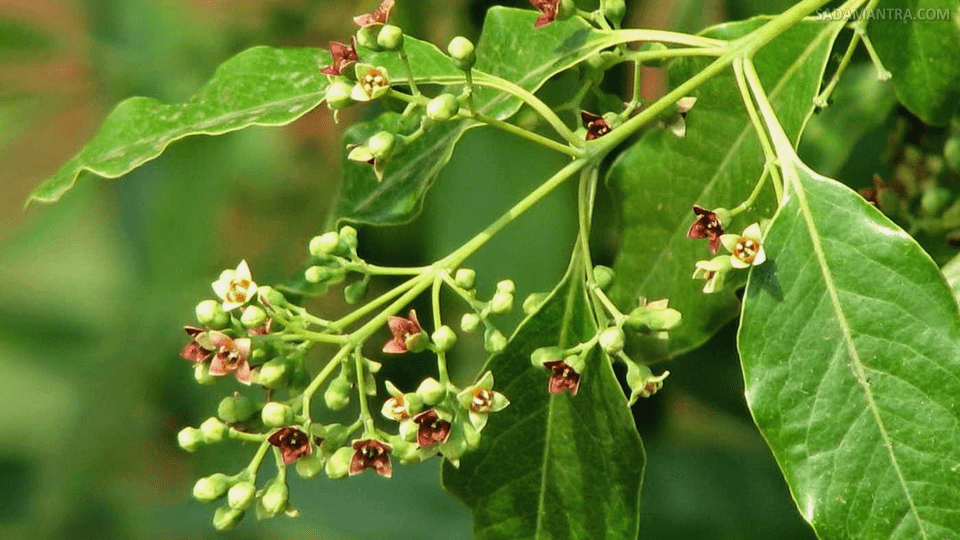 ciri khas pohon cendana adalah