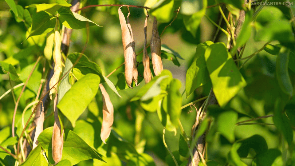 kacang merah berasal dari