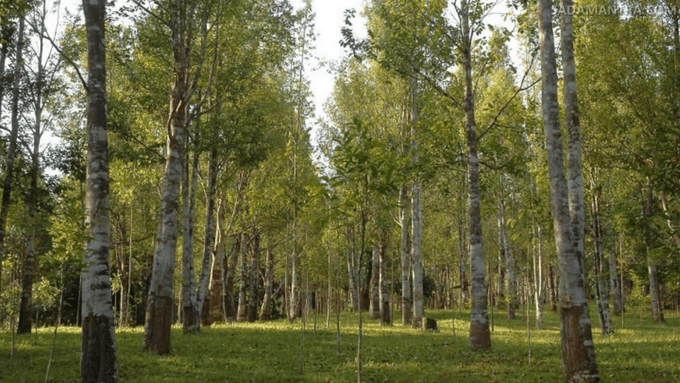 jenis jenis pohon gaharu