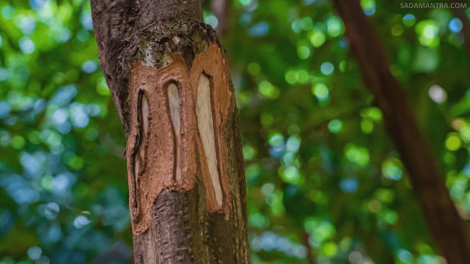 kayu manis dari pohon apa