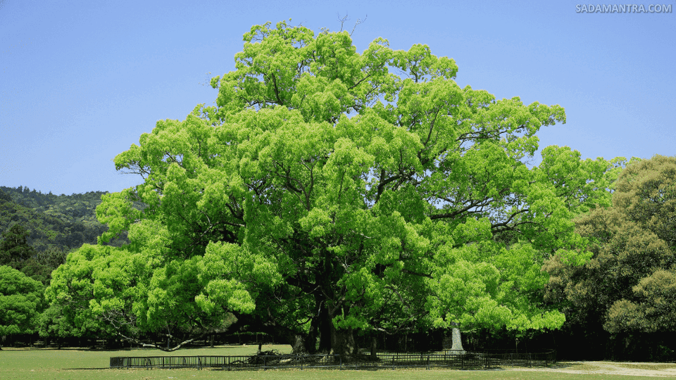 pohon kamper kalimantan
