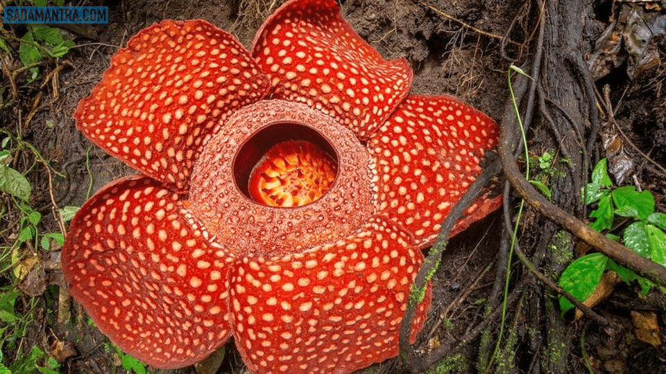 bunga raflesia arnoldi adalah, apa itu bunga raflesia arnoldi, warna bunga raflesia arnoldi, bunga raflesia arnoldi berbau bangkai, bunga raflesia arnoldi disebut dengan, bunga raflesia arnoldi contoh, ciri khusus bunga raflesia arnoldi, contoh bunga raflesia arnoldi, tentang bunga raflesia arnoldi, informasi tentang bunga raflesia arnoldi, penjelasan tentang bunga raflesia arnoldi, foto bunga raflesia arnoldi, contoh gambar bunga raflesia arnoldi, gambar bunga raflesia arnoldi dan penjelasannya, bunga raflesia arnoldi termasuk jenis flora, bunga raflesia arnoldi disebut juga, mengapa bunga rafflesia arnoldi langka, bunga padma raksasa (rafflesia arnoldii), sebutkan ciri ciri bunga rafflesia arnoldii, ukuran bunga raflesia arnoldi