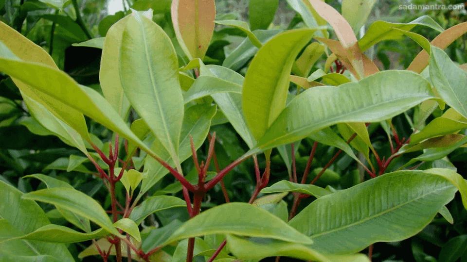 apa manfaat dari daun cengkeh?,daun cengkeh dibuat apa?,Apa itu daun cengkeh?,bagaimana bentuk daun cengkeh?,daun cengkeh kering untuk apa?,apa itu daun cengkeh?