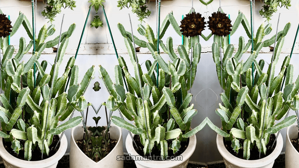 apa manfaat kaktus, duri kaktus berbahaya,kenapa kaktus busuk,pemakan kaktus,fakta tentang kaktus,fakta unik kaktus,kaktus tidak berduri,cara merawat kaktus centong,kaktus feng shui, ferocactus cactus, ferocactus types