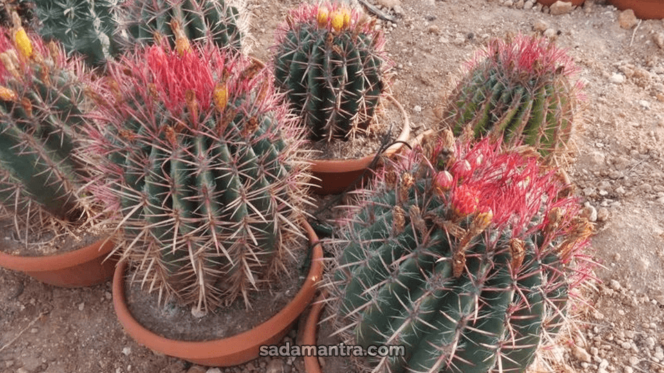 apakah kaktus berbunga,apa kaktus bisa dimakan,apakah kaktus berfotosintesis,bagaimana kaktus beradaptasi,buah kaktus beracun, ferocactus stainesii, ferocactus sp, ferocactus identification, ferocactus varieties, ferocactus seeds