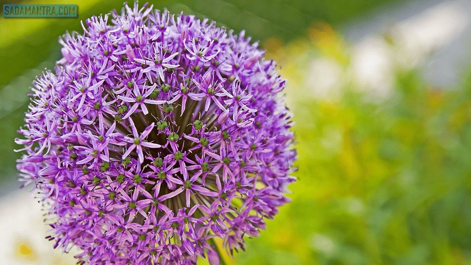 bunga allium giganteum, bunga allium vessel, bunga allium marine traffic, bunga giant allium, arti bunga allium, mt bunga allium, cara menanam bunga giant allium, bunga terindah di dunia, bunga terindah di indonesia, bunga terindah dan termahal di dunia, bunga terindah di dunia beserta namanya, bunga terindah di seluruh dunia, bunga terindah di jepang, bunga terindah sepanjang masa, bunga terindah dunia