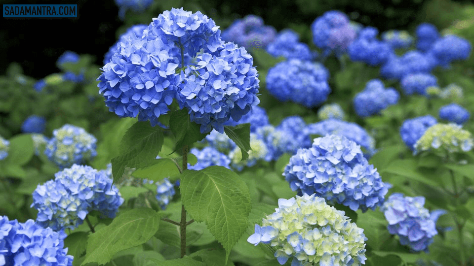 bunga hydrangea biru, bunga hydrangea ungu, bunga hydrangea adalah, bunga hydrangea putih, arti bunga hydrangea, warna bunga hydrangea, bunga hydrangea yang ditanam pada tanah, bunga hydrangea yang ditanam, filosofi bunga hydrangea, gambar bunga hydrangea, bunga hydrangea hd, jenis bunga hydrangea, tanah bunga hydrangea kedah, bunga hydrangea merah, maksud bunga hydrangea, perawatan bunga hydrangea, hydrangea bunga seribu, tanaman bunga hydrangea, bunga tangan hydrangea, bunga hydrangea wallpaper