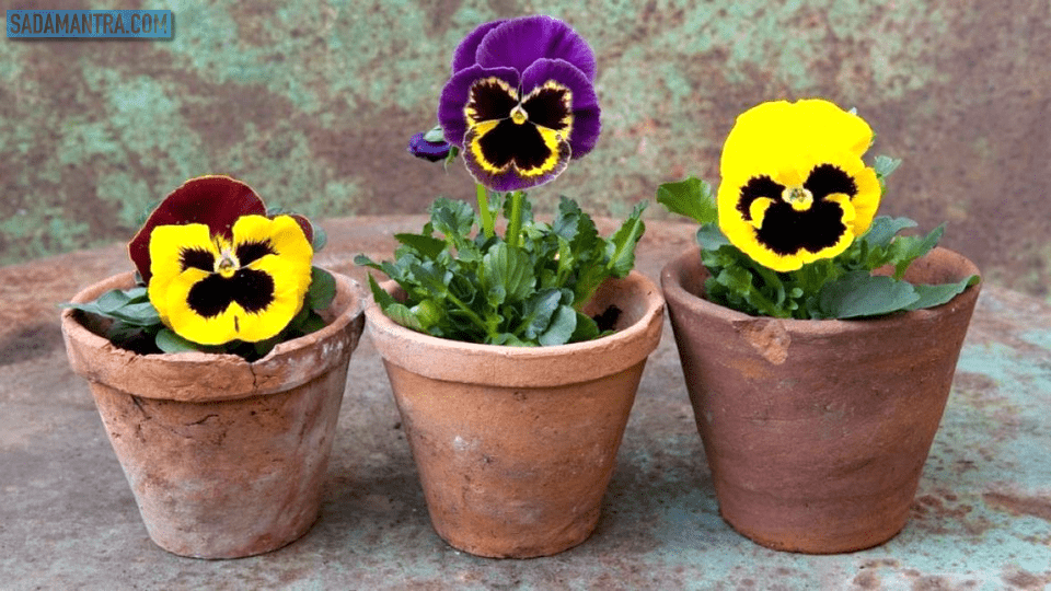 bunga pansy bisa dimakan, bunga pansy di indonesia, bunga pansy artinya, bunga pansy wikipedia, bunga pansy adalah, arti bunga pansy, makna bunga pansy, budidaya bunga pansy, manfaat bunga pansy, gambar bunga pansy, bunga pansy fakta, filosofi bunga pansy, fungsi bunga pansy, jenis bunga pansy, klasifikasi bunga pansy, bunga pansy liar, menanam bunga pansy, perawatan bunga pansy, tanaman bunga pansy, wallpaper bunga pansy