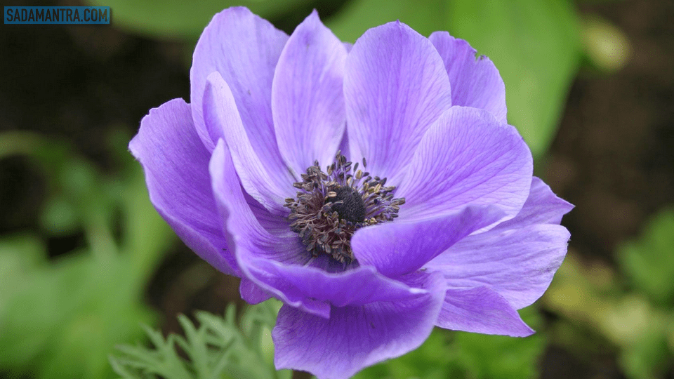 bunga anemone artinya, bunga anemone melambangkan, bunga anemone wikipedia, bunga anemone coronaria, gambar bunga anemone, bibit bunga anemone, ciri bunga anemone, arti bunga anemone, makna bunga anemone, gambar bunga anemone biru, ciri ciri bunga anemone, bunga anemone di indonesia, deskripsi bunga anemone, filosofi bunga anemone, gambar bunga anemone merah, bunga anemon, anemone bunga, penjelasan bunga anemone, makna bunga anemone ungu, bunga anemone wallpaper