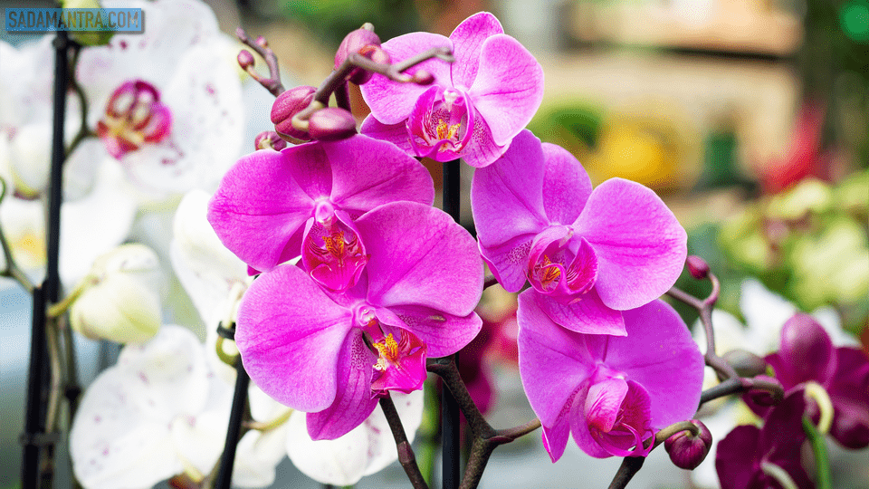 bunga anggrek asli, bunga anggrek berasal dari, bunga anggrek bahasa inggrisnya, bunga anggrek cantik, bunga anggrek gambar, bunga anggrek indonesia, bunga anggrek jingga, bunga anggrek langka, bunga anggrek nama latin, bunga anggrek orchid, bunga anggrek ruangan, bunga anggrek terkenal karena keindahan, bunga anggrek terkenal karena, bunga anggrek unik, bunga anggrek warna, bunga anggrek kecil, bunga anggrek pink, bunga anggrek yang cantik, bunga anggrek yang bagus, bunga anggrek yang indah, macam 2 bunga anggrek