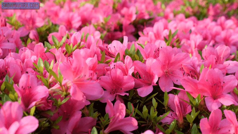 bunga azalea pink, bunga azalea adalah, nama ilmiah dari bunga azalea adalah, apakah bunga azalea beracun, asal bunga azalea, warna bunga azalea, bentuk bunga azalea, ciri bunga azalea, bunga azalea di indonesia, deskripsi bunga azalea, fakta bunga azalea, foto bunga azalea, gambar bunga azalea, tanaman bunga azalea, jenis bunga azalea, klasifikasi bunga azalea, karakter bunga azalea, maksud bunga azalea, tentang bunga azalea, bunga azalea wikipedia