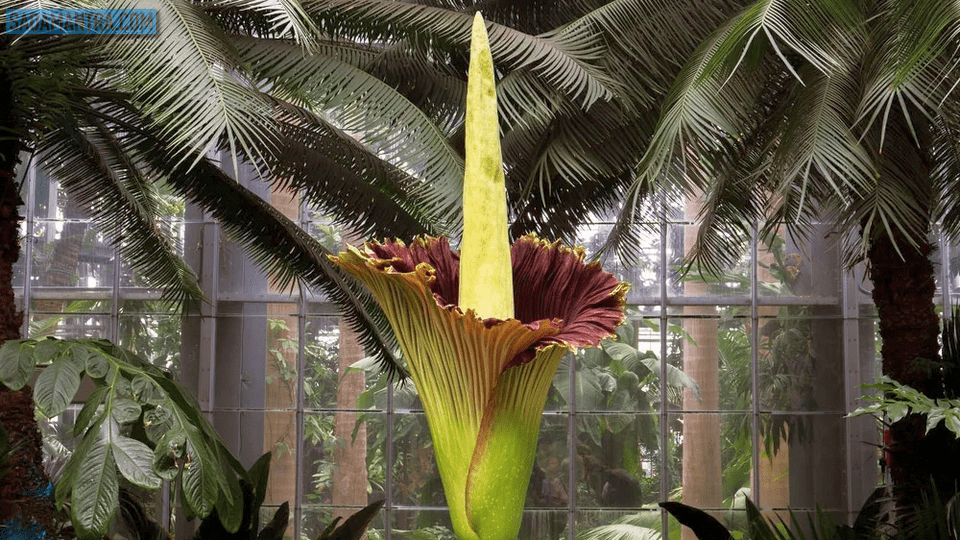 bunga bangkai berasal dari, bunga bangkai adalah, bunga bangkai atau raflesia, bunga bangkai ada dimana, bunga bangkai artinya, bunga bangkai ciri khusus, bunga bangkai ciri cirinya, bunga bangkai di indonesia, bunga bangkai merupakan flora endemik dari negara, bunga bangkai flora indonesia bagian, bunga bangkai facts, informasi tentang bunga bangkai, bunga bangkai gambar, bunga bangkai beserta gambarnya, bunga bangkai indonesia, bunga bangkai hidup di pulau, bunga bangkai kuncup, bunga bangkai langka, bunga bangkai liar, bunga bangkai nama latin