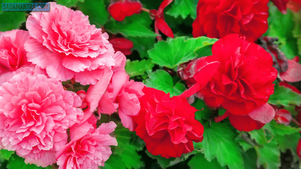 bunga begonia gantung, bunga begonia merah, bunga begonia adalah, arti bunga begonia, aneka bunga begonia, apakah bunga begonia tahan panas, warna bunga begonia, macam bunga begonia, begonia bunga, bunga begonia putih, foto bunga begonia, filosofi bunga begonia, gambar bunga begonia, jenis bunga begonia gantung, bunga begonia pink, tanaman bunga begonia, tanaman hias begonia, macam-macam bunga begonia, bunga begonia yang unik, bunga begonia wikipedia