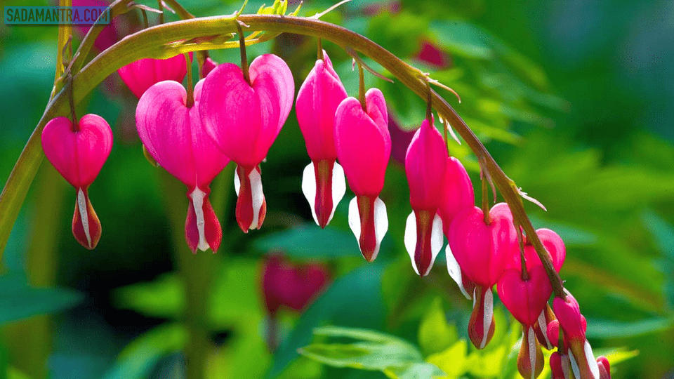 bunga bleeding heart glorybower, bunga bleeding heart di indonesia, makna bunga bleeding heart, gambar bunga bleeding heart, jual bunga bleeding heart, kisah bunga bleeding heart, cerita bunga bleeding heart, cara menanam bunga bleeding heart, arti bunga bleeding heart, jual bibit bunga bleeding heart, legenda bunga bleeding heart, bunga bougenville tercantik di dunia, bunga bakung tercantik, bunga terindah lirik, bunga terindah dan termahal