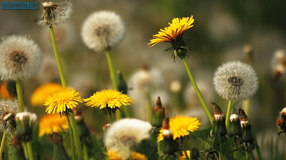 bunga dandelion putih, bunga dandelion wallpaper, bunga dandelion kuning, bunga dandelion pinterest, dandelion bunga apa, warna bunga dandelion, bunga dandelion berfungsi untuk, gambar bunga dandelion cantik, contoh bunga dandelion, ciri bunga dandelion, bunga dandelion adalah, tentang bunga dandelion, foto bunga dandelion, bunga dandelion dan fungsinya, gambar bunga dandelion, khasiat bunga dandelion, klasifikasi bunga dandelion, manfaat bunga dandelion, artikel tentang bunga dandelion, bunga dandelion untuk obat