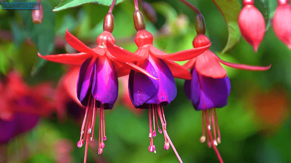 bunga fuchsia adalah, arti bunga fuchsia, manfaat bunga fuchsia, harga bunga fuchsia, biji bunga fuchsia, makna bunga fuchsia, gambar bunga fuchsia, bunga fuchsia di indonesia, budidaya bunga fuchsia, cara merawat bunga fuchsia, cara memperbanyak bunga fuchsia, ciri bunga fuchsia, jual bunga fuchsia, filosofi bunga fuchsia, morfologi bunga fuchsia, macam2 bunga fuchsia, perawatan bunga fuchsia, penjagaan bunga fuchsia, bunga tanaman fuchsia, tanaman fuchsia