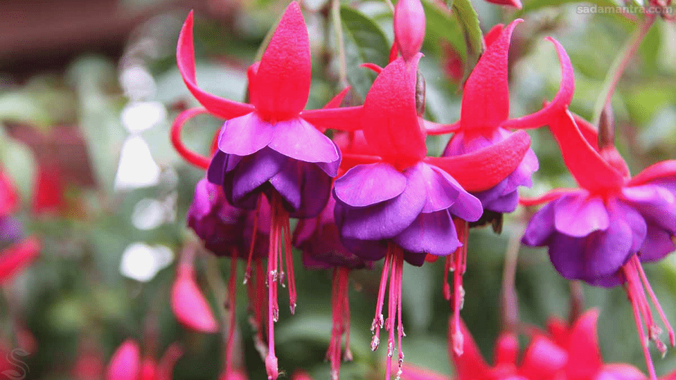 bunga fuchsia di indonesia, tanaman fuchsia, gambar bunga fuchsia, jual bunga fuchsia