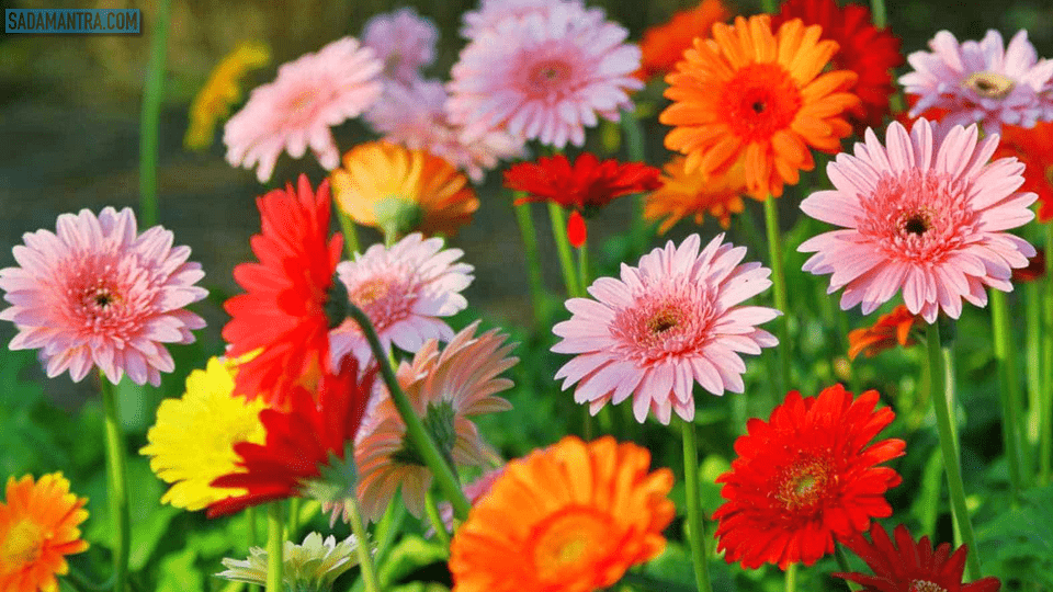 bunga hebras, bunga hebras merah, bunga hebras melati dan aster adalah jenis kelompok tanaman, bunga hebras dan penjelasannya, bunga hebras rambat, bunga hebras jenis tanaman yang dapat diperbanyak dengan cara, bunga hebras krisan dan aster adalah contoh tanaman hias dengan jenis, herbras bunga potong, gambar bunga herbras, bibit bunga herbras, bunga herbras putih, bunga herbras krisan dan aster adalah contoh tanaman hias dengan jenis, manfaat bunga herbras, cara merawat bunga herbras, tanaman bunga herbras, harga bunga herbras, daun bunga herbras, gambar bunga herbras putih, gambar bunga hebras, jenis bunga herbras