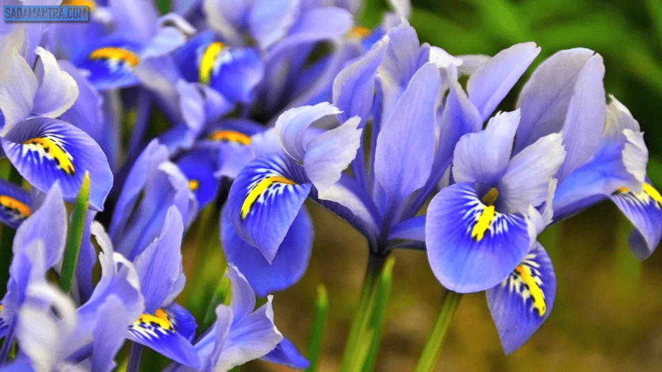 bunga iris biru, bunga iris melambangkan, bunga iris ungu, bunga iris adalah, arti bunga iris ungu, asal bunga iris, bunga iris berasal dari negara, filosofi bunga iris, foto bunga iris, gambar bunga iris, jenis bunga iris, bunga iris lambang, makna bunga iris, pokok bunga iris, tanaman bunga iris, tumbuhan bunga iris, bunga iris wikipedia, bunga iris warna, bunga iris wallpaper, warna bunga iris