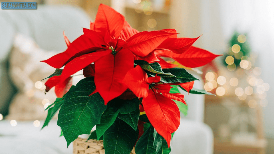 bunga kastuba merah, bunga kastuba berubah warna, bunga kastuba adalah, cara mengatasi bunga kastuba agar tetap merah, arti bunga kastuba, bentuk bunga kastuba, gambar bunga kastuba, jenis bunga kastuba, deskripsi bunga kastuba, filosofi bunga kastuba, foto bunga kastuba, gambar bunga kastuba merah, bunga hias kastuba, klasifikasi bunga kastuba, kembang kastuba, bunga daun merah kastuba, bunga pohon kastuba, tanaman bunga kastuba, ukuran bunga kastuba, warna bunga kastuba