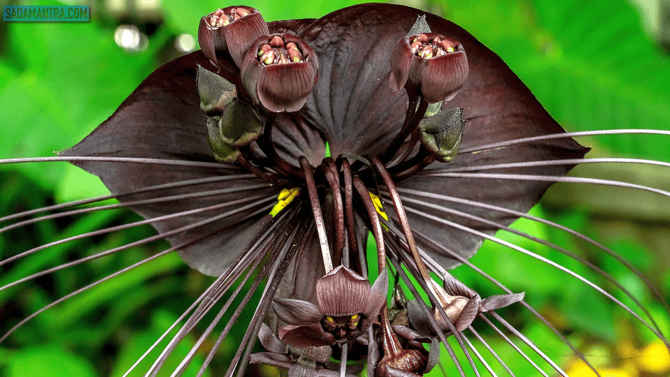 bunga kelelawar hitam harga, bunga kelelawar hitam setan, manfaat bunga kelelawar hitam, klasifikasi bunga kelelawar hitam, harga bunga kelelawar hitam 2020, jual bunga kelelawar hitam, cara menanam bunga kelelawar hitam, bunga kelelawar, gambar bunga kelelawar hitam, jenis bunga kelelawar hitam, khasiat bunga kelelawar hitam, bunga terindah apa, bunga anggrek terindah, bunga anggrek terindah di indonesia, bunga aglaonema terindah