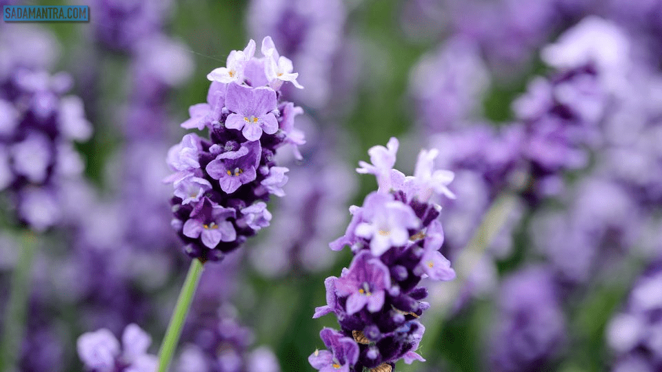 bunga lavender asli, bunga lavender ungu, bunga lavender adalah, bunga lavender bisa mengusir nyamuk, bunga lavender ciri-ciri dan manfaatnya, bunga lavender ciri cirinya, bunga lavender flora, foto bunga lavender, fungsi bunga lavender, bunga lavender gambar, gambar bunga lavender ungu, gambar bunga lavender yang cantik, gambar bunga lavender, gambar lavender, bunga lavender harum, bunga lavender image, manfaat bunga lavender lokal, gambar bunga lavender lokal, bunga lavender manfaatnya