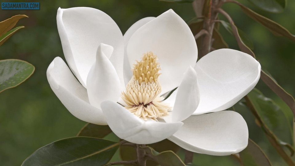 bunga magnolia di indonesia, bunga magnolia adalah, bunga magnolia putih, filosofi bunga magnolia, fakta bunga magnolia, gambar bunga magnolia, jenis bunga magnolia, khasiat bunga magnolia, karakter bunga magnolia, keunggulan bunga magnolia, manfaat bunga magnolia, motif bunga magnolia, pohon bunga magnolia, tanaman bunga magnolia, tentang bunga magnolia, bunga magnolia wikipedia, wangi bunga magnolia, warna bunga magnolia, taman bunga terindah di jawa timur, taman bunga terindah di jawa tengah