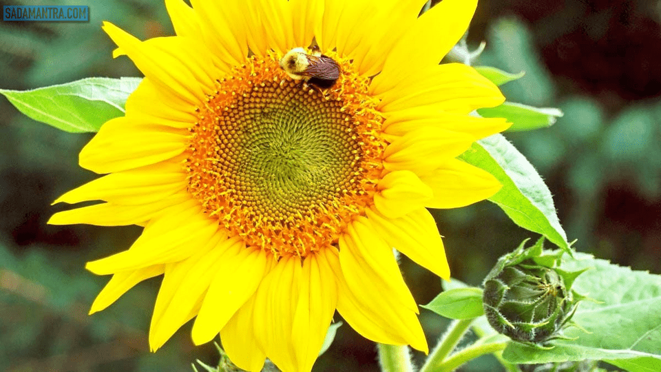 bunga matahari bahasa inggrisnya, bunga matahari adalah, bunga matahari berwarna, bunga matahari cantik, bunga matahari ciri ciri, bunga matahari estetik, bunga matahari foto, bunga matahari fakta, bunga matahari gambar, bunga matahari gambaran, bunga matahari liar, bunga matahari menghadap ke arah yang berubah-ubah perubahan itu dipengaruhi oleh, bunga matahari nama lain, bunga matahari sangat cantik, bunga matahari wallpaper, bunga matahari warnanya, bunga matahari warna apa, bunga matahari yang cantik, bunga matahari yang indah, gambar bunga matahari dan penjelasannya