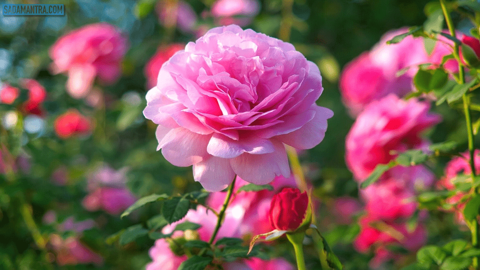 bunga mawar pink, bunga mawar adalah, bunga mawar bahasa inggrisnya, bunga mawar cantik, bunga mawar cinta, bunga mawar ciri cirinya, bunga mawar estetik, bunga mawar foto, bunga mawar gambar, bunga mawar indah, bunga mawar pink muda, bunga mawar rose, bunga mawar terindah di dunia, bunga mawar untuk pacar, bunga mawar untuk kekasih, bunga mawar warna, bunga mawar yang indah, bunga mawar yang cantik, foto bunga mawar estetik, manfaat bunga mawar